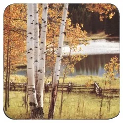 Pimpernel Coasters Birch Beauty tree design