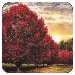 Crimson Trees coasters by Pimpernel, cork backed with red tree design
